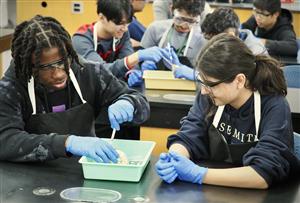 dissection