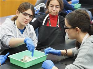 dissection