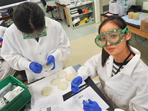 Cell Culture